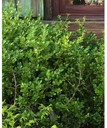 petit main | Tシャツ/カットソー