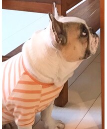 みたらし  ♀4歳 | その他