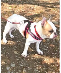 みたらし　♀ 4歳 | その他