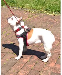 みたらし　♀ 4歳 | その他