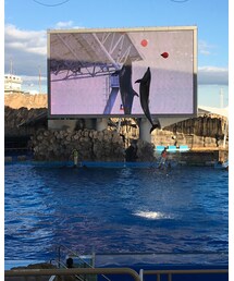 イルカさん🐬 | その他