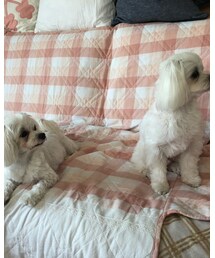 マルちゃん親子🐶 | その他