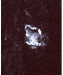 GIVENCHY | Tシャツ/カットソー