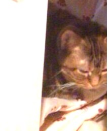 キジぬこ | その他