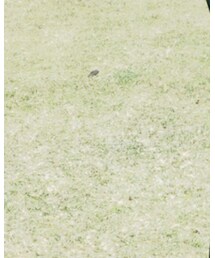 牧場🐏 | その他