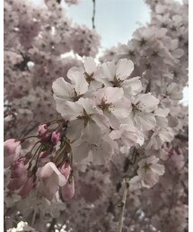 桜🌸 | その他