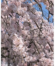 桜🌸 | その他