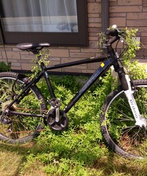 ordina | その他  ordina

久しぶりに見たら庭と一体化していました。
キレイにするのに結構手間取りました笑(その他)