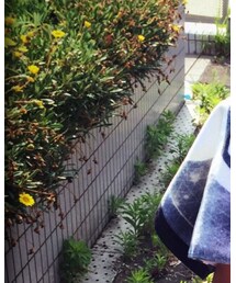 ONE OK ROCK | その他