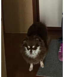 ラブちゃん | その他