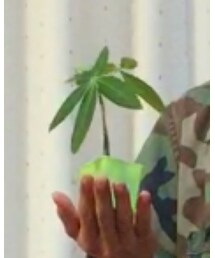 パキラちゃん | インテリア