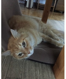 からし | その他