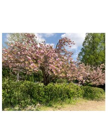 八重桜🌸 | その他