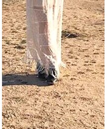 STEVE MADDEN | ブーツ