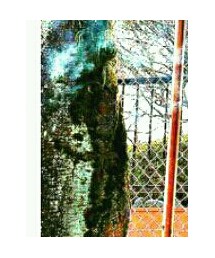 ZARA | Tシャツ/カットソー