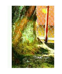 BURBERRY BLACK LABEL | デニムパンツ