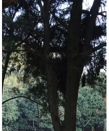 Li-Ning | シューズ