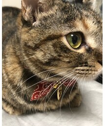 ねこちゃん | その他