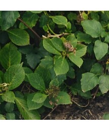 シャボン玉 | その他