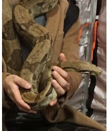 大蛇🐍 | その他
