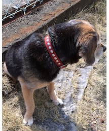 大切な家族🐶 | その他