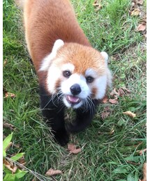 レッサーパンダ | その他