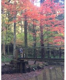 紅葉が綺麗でした🍁 | その他
