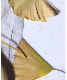 无 | 食器/キッチン