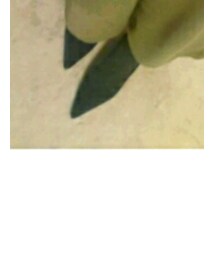 crape myrtte | パンプス