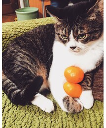 冬はミカン | その他