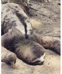 ナマケモノが好き | その他