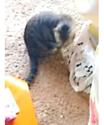 同居人(ねこ) | その他