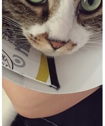 伊莉莎白 | ペットウェア