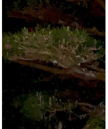 NOT FOR SALE | パーカー