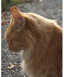 おまけ♡ねこちゃん♡ | その他