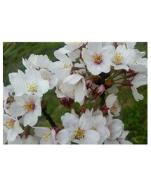 お花見① | その他