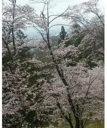 お花見② | その他
