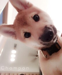 CHAMPON | Pet:(その他)