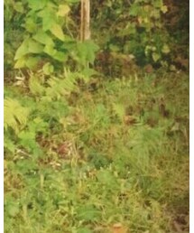 Dickies | その他パンツ