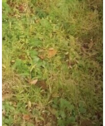 tutuanna | ソックス/靴下