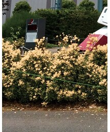 UNIQLO | カーゴパンツ