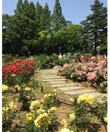 バラ祭り | その他