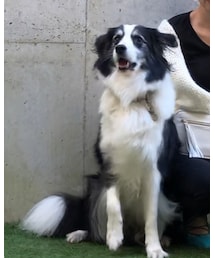 すばる the 換毛期 🐕 | ほわほわ〜(その他)