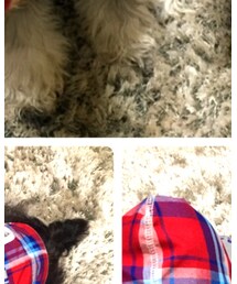 ひごペットショップ | その他