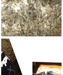 LIFELIKE | その他