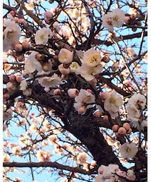 梅の花 | その他