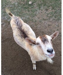 エサを待ってるヤギ | その他