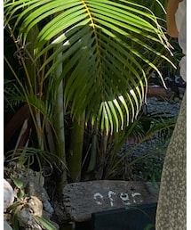 FOREVER 21 | シャツ/ブラウス