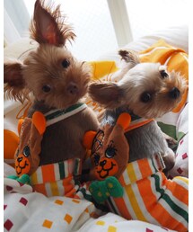 愛犬 | ヨークシャテリア❤︎(その他)