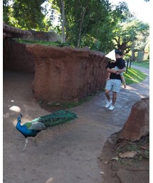 🦚 | その他